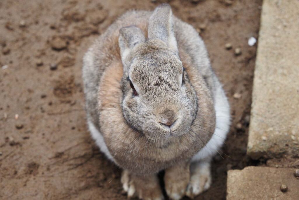 宝登山小動物公園のウサギ