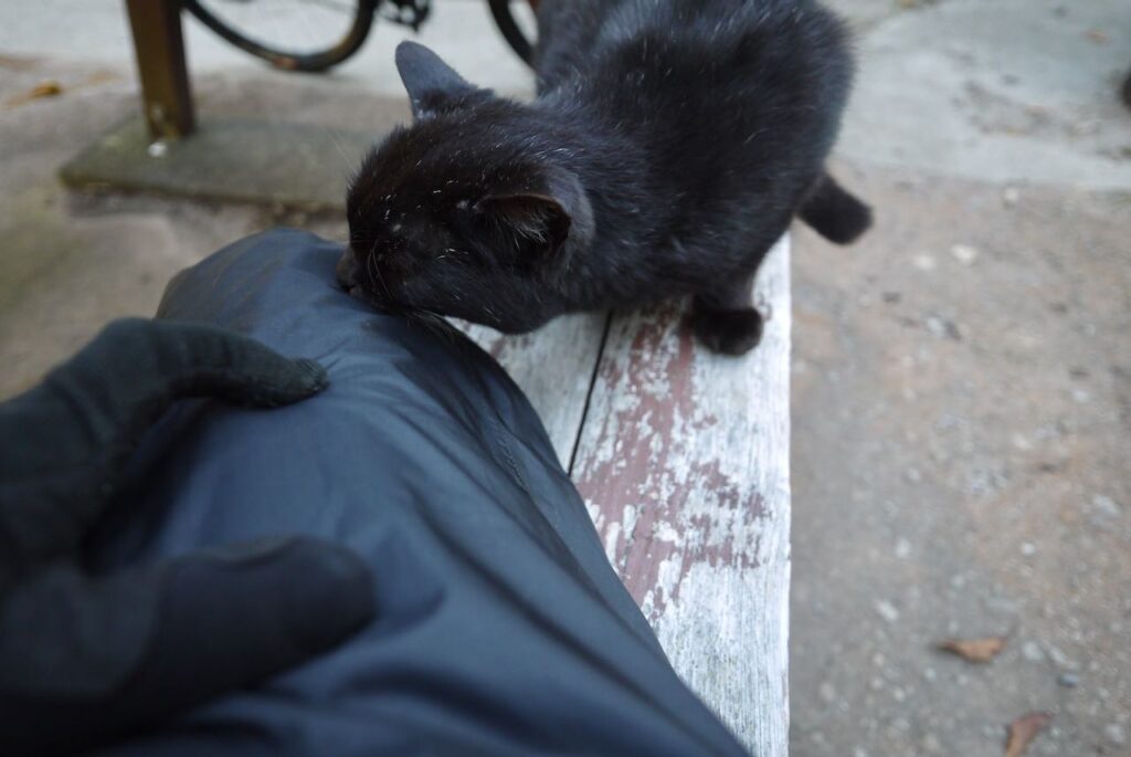 羽伏浦キャンプ場の黒猫