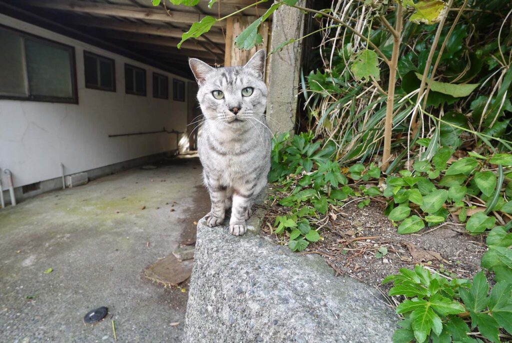 みやとら前の猫