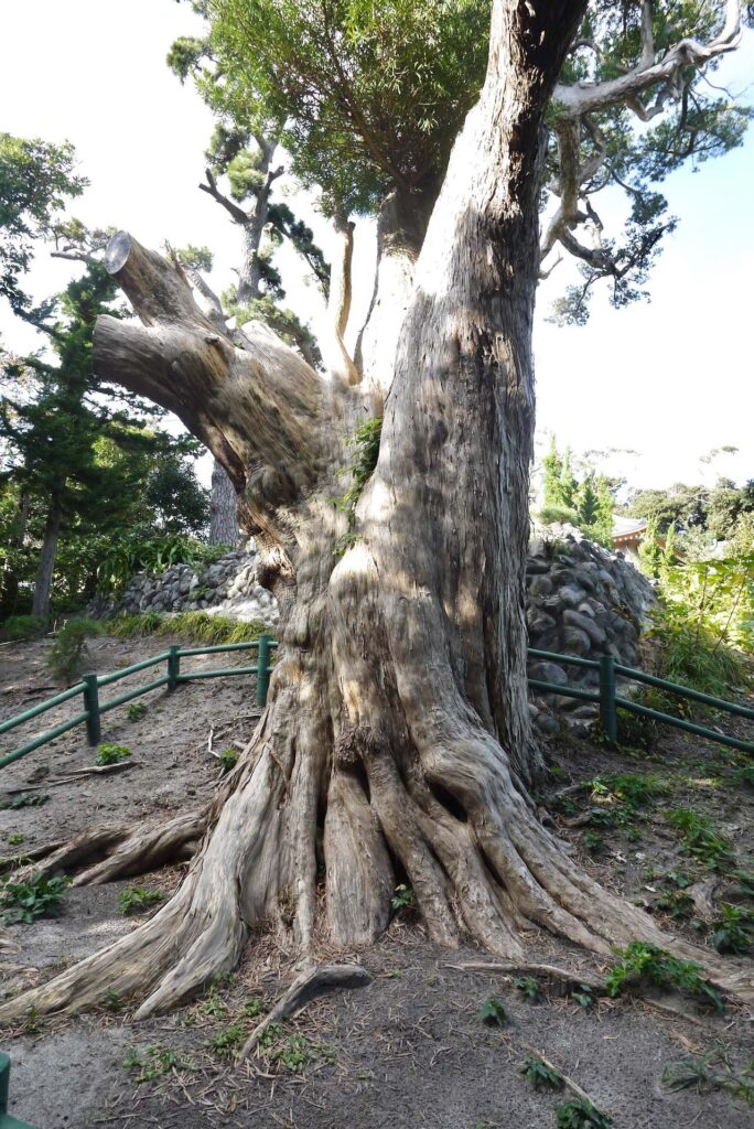 東要寺のイヌマキ