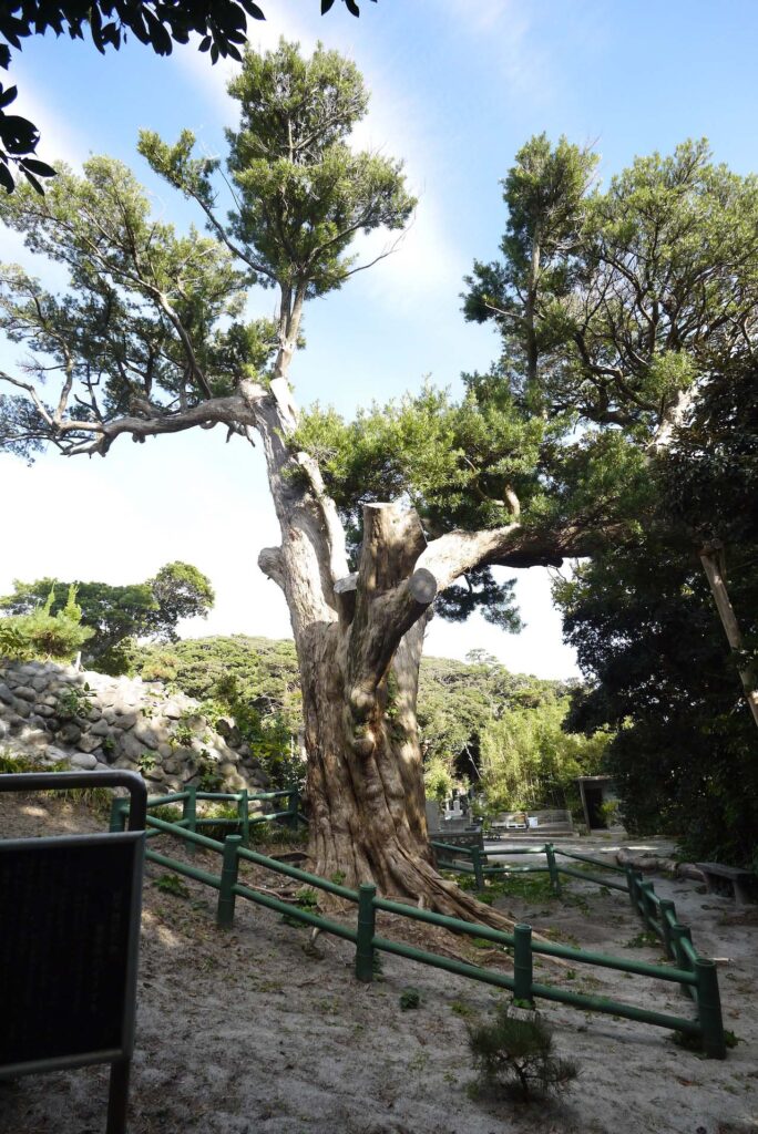 東要寺のイヌマキ