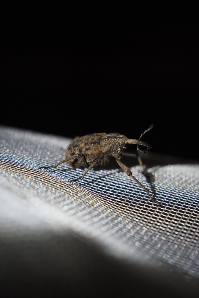 オオゾウムシ Japanese Giant Weevil