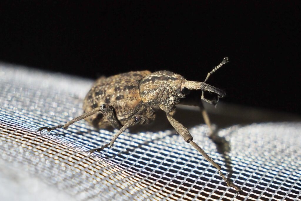 オオゾウムシ Japanese Giant Weevil