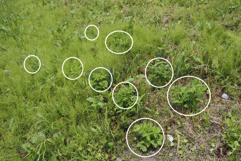 スギナのあいだに見えるじゃがいもの葉