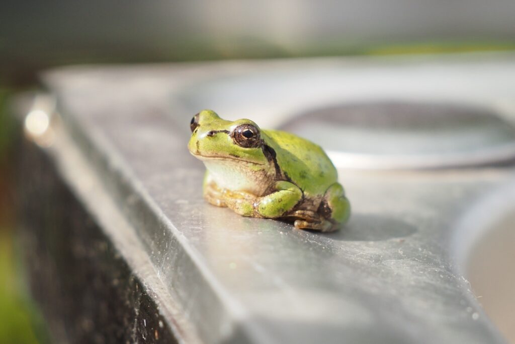 アマガエル