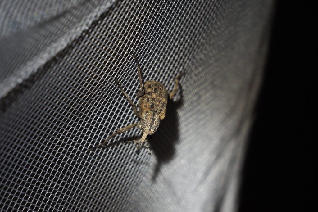 オオゾウムシ Japanese Giant Weevil
