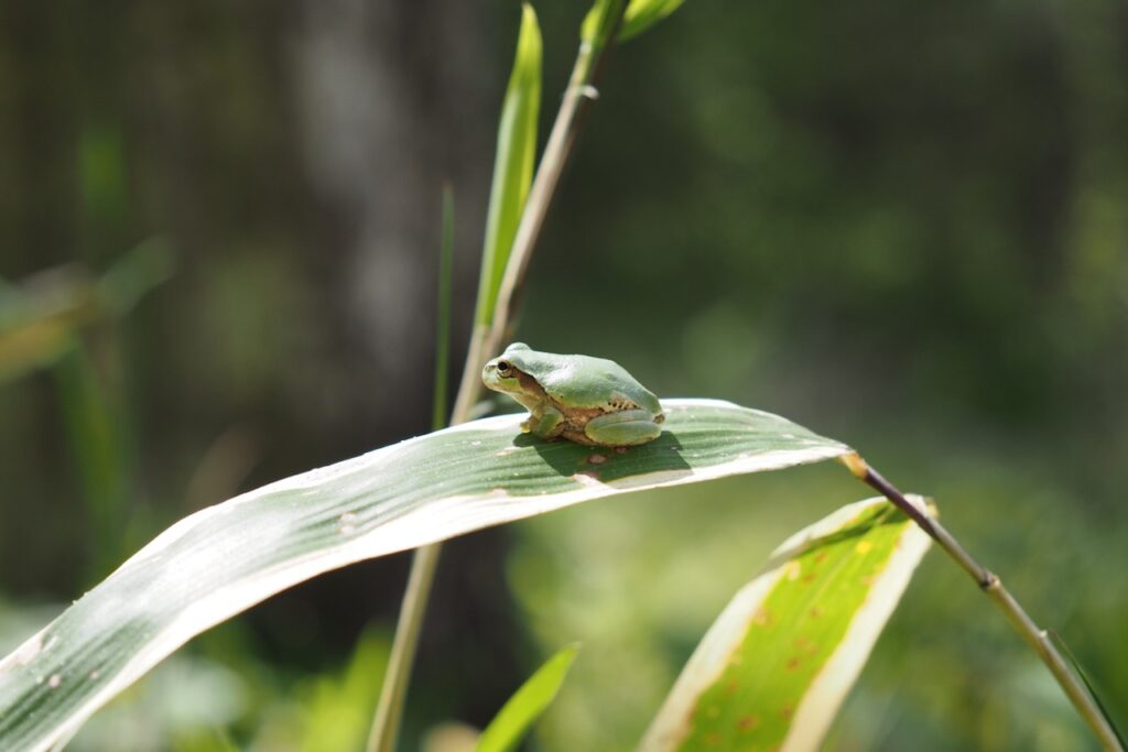 笹の葉に擬態したアマガエル