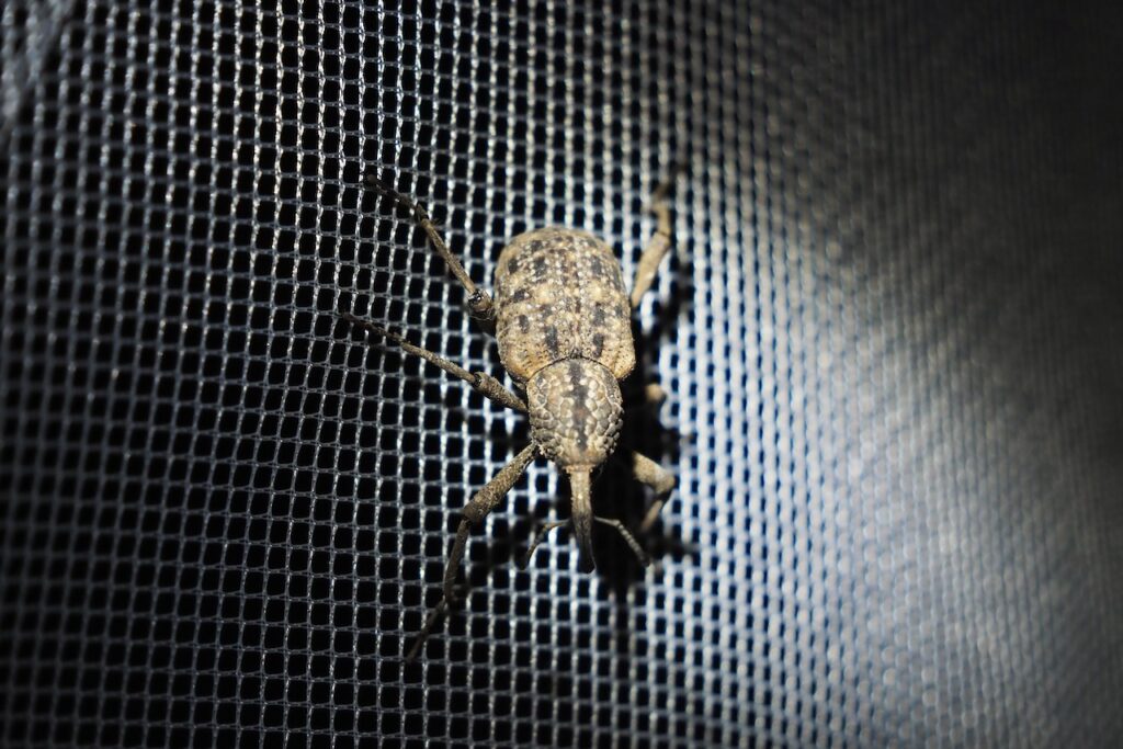 オオゾウムシ Japanese Giant Weevil