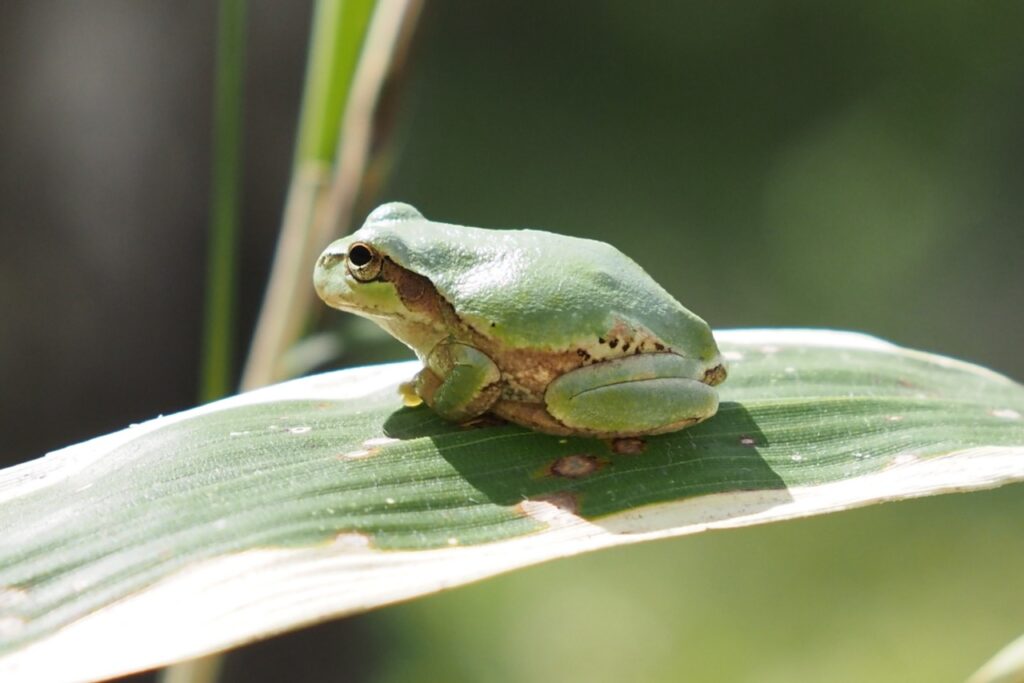 笹の葉に擬態したアマガエル