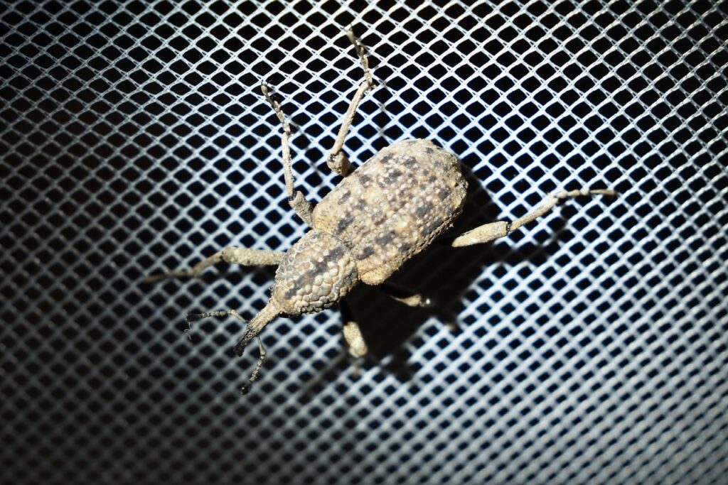 オオゾウムシ Japanese Giant Weevil