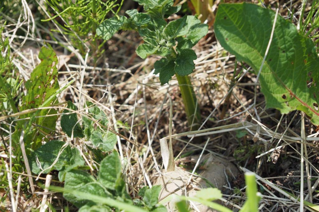 不耕起栽培のキタアカリ（48日目）