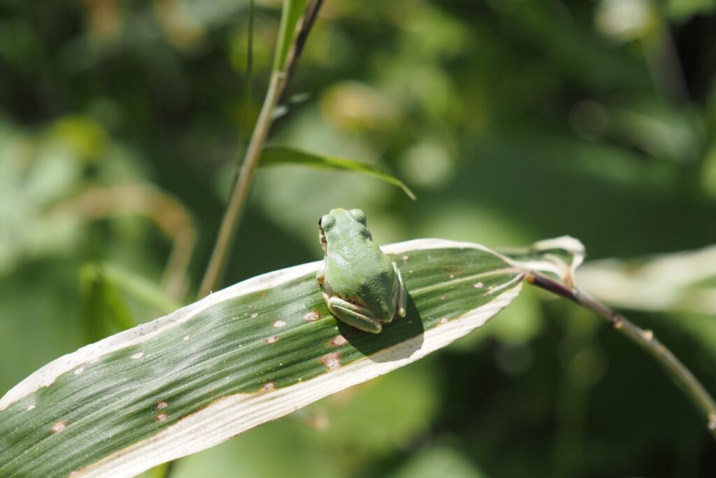 笹の葉に擬態したアマガエル