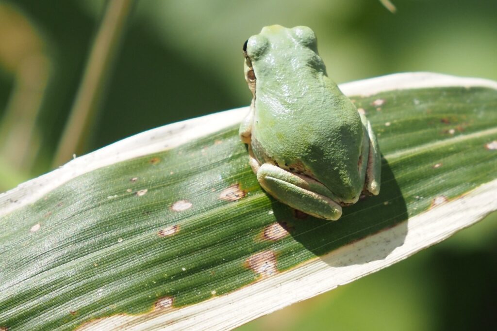 笹の葉に擬態したアマガエル
